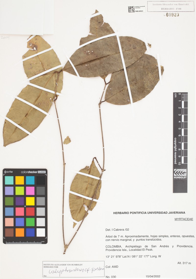 Myrcia forsteri photo 5