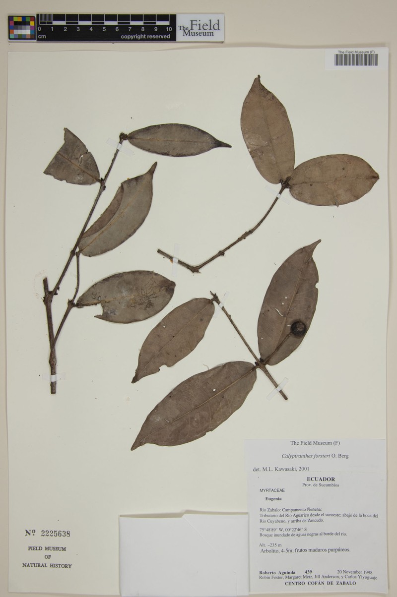 Myrcia forsteri photo 6