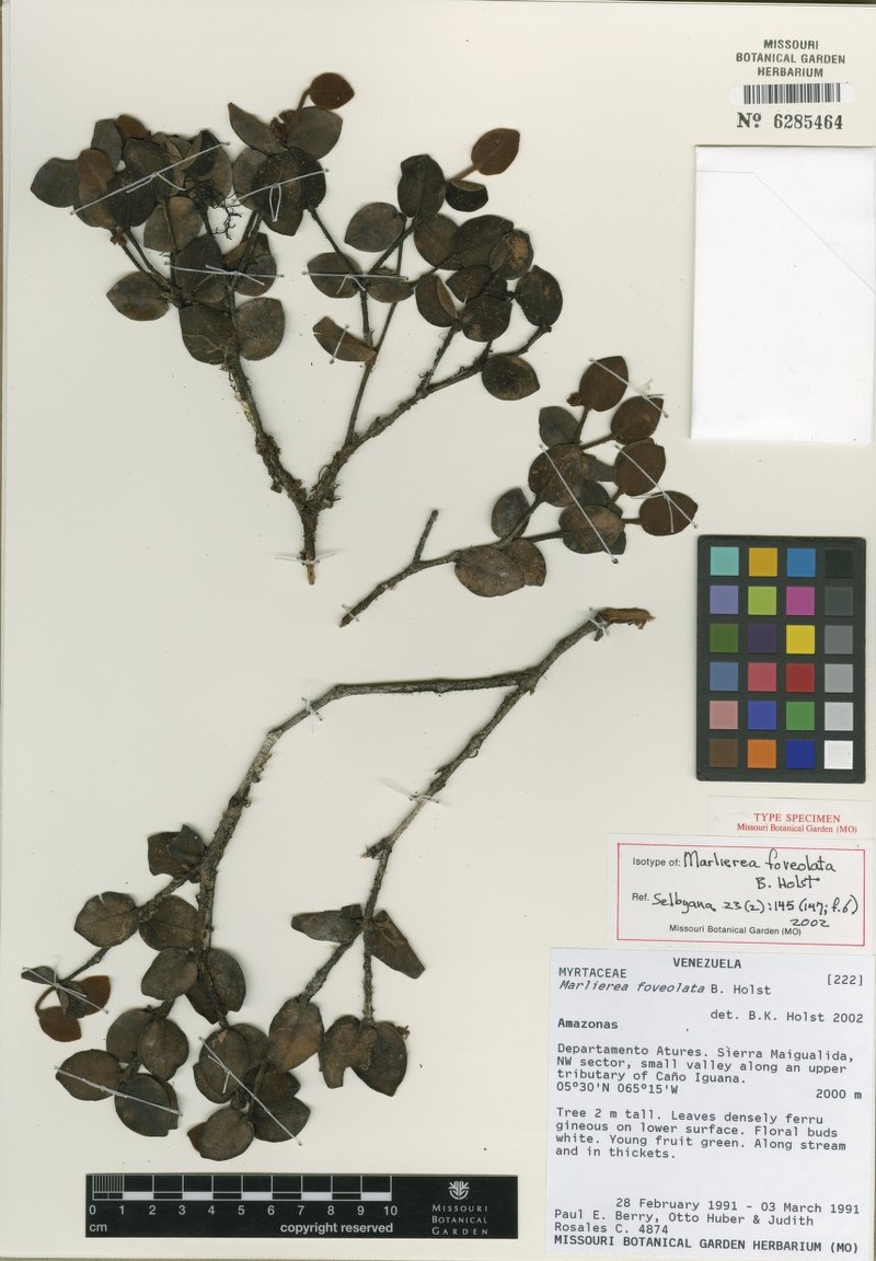 Myrcia foveolata