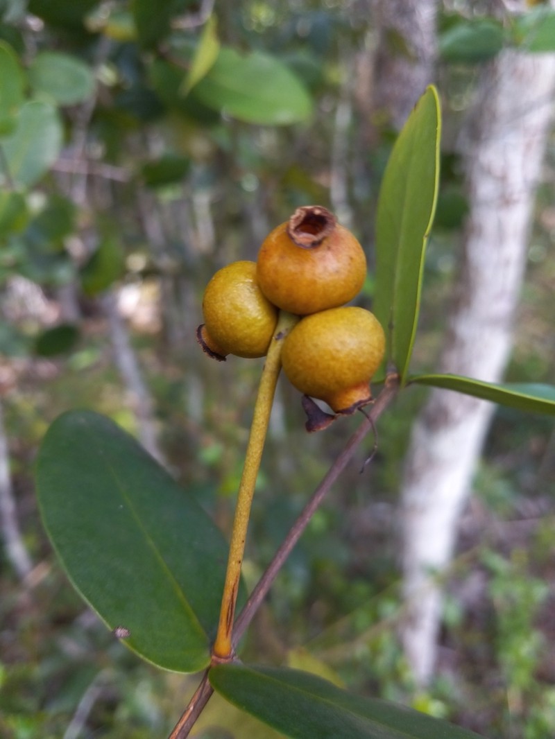 Myrcia garciae