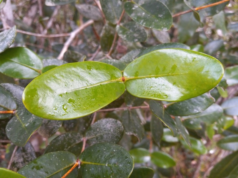 Myrcia garciae photo 2