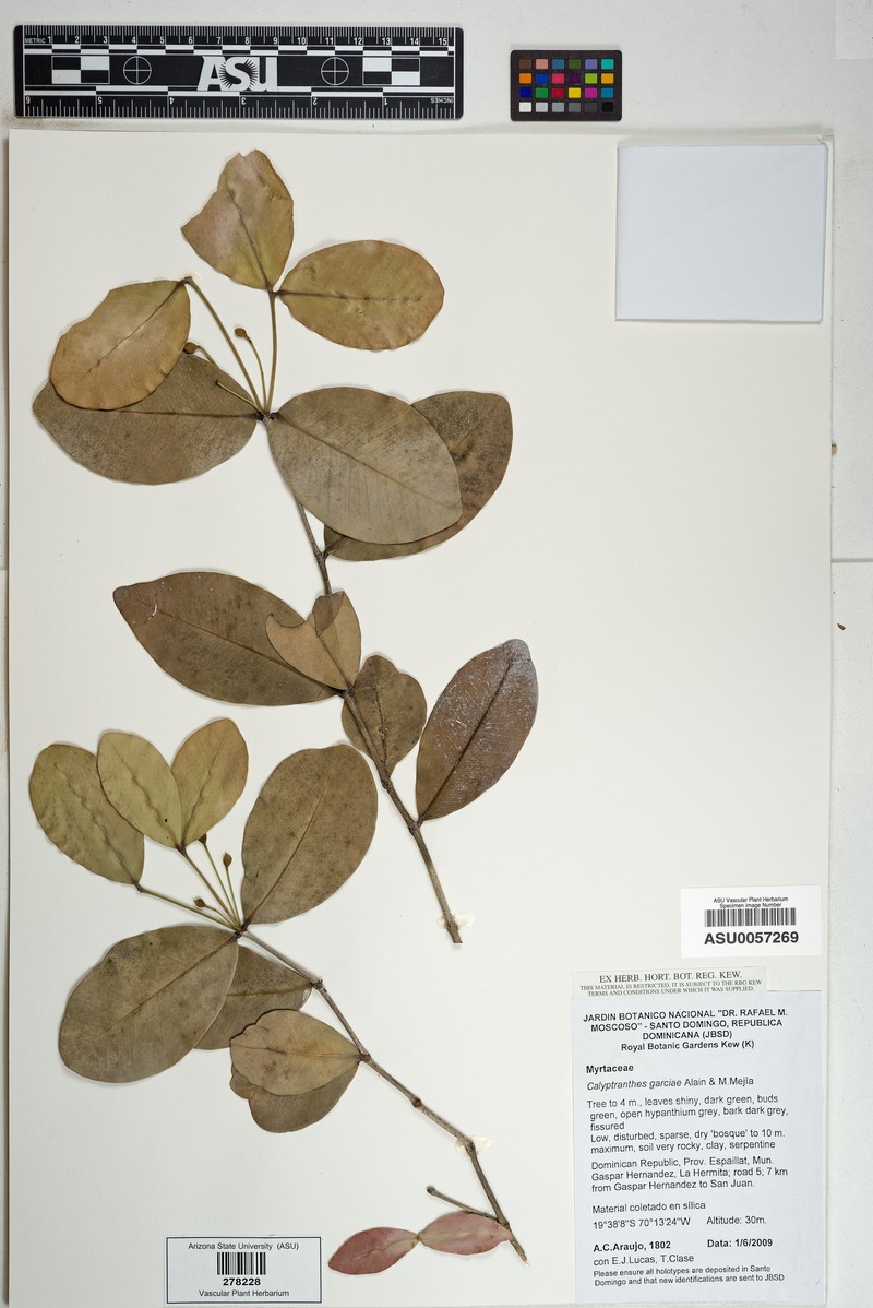 Myrcia garciae photo 5