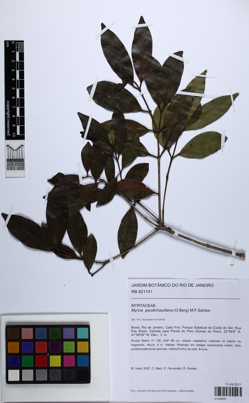 Myrcia gaudichaudiana