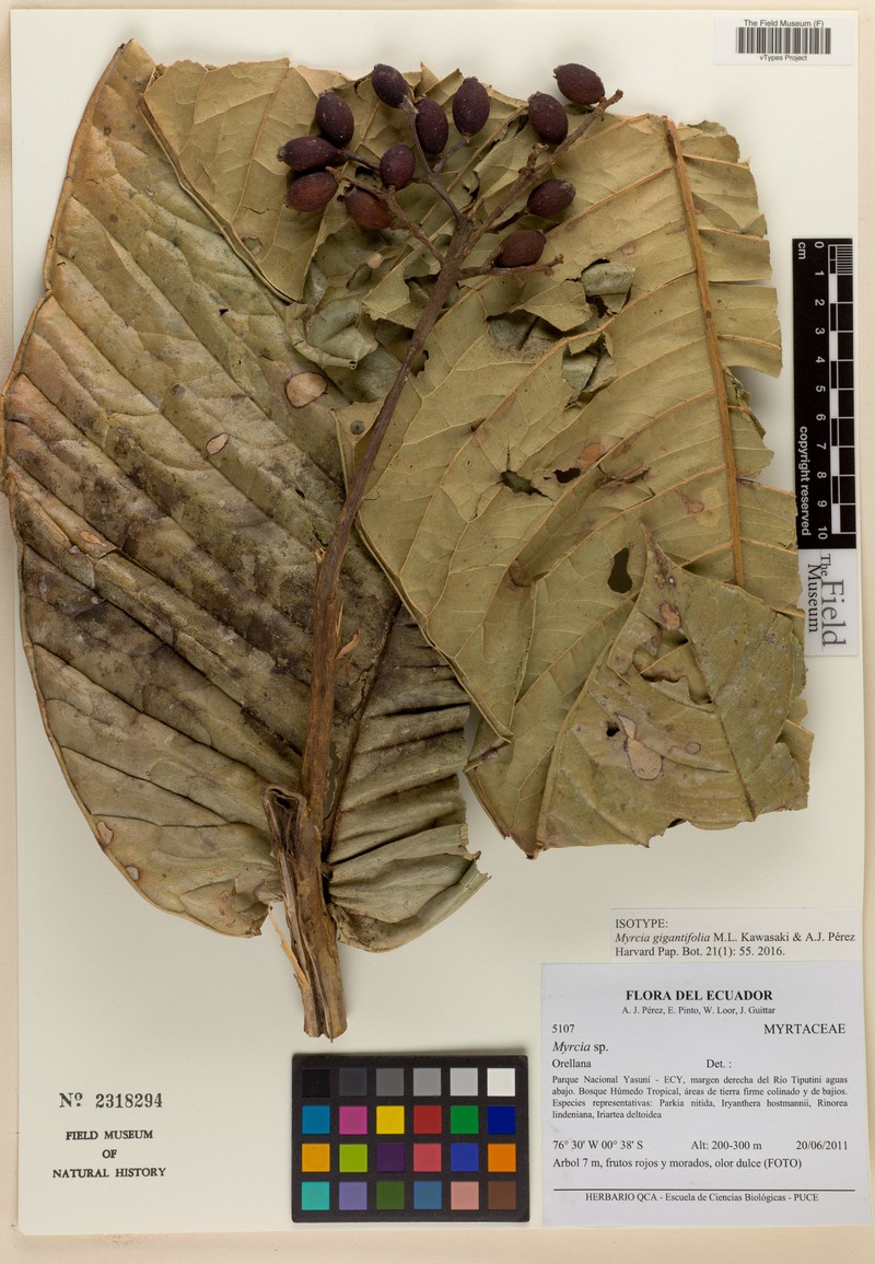 Myrcia gigantifolia