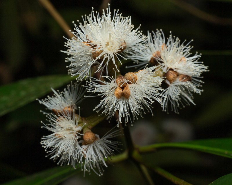 Myrcia glomerata