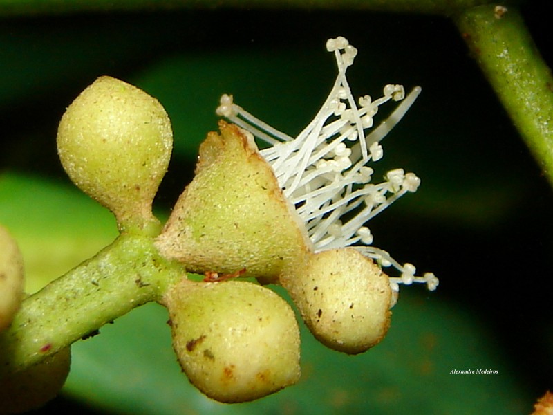 Myrcia glomerata photo 2