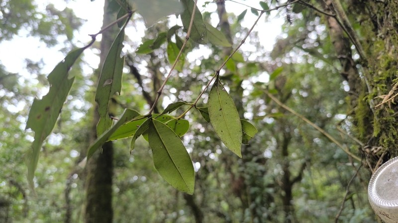 Myrcia glomerata photo 3
