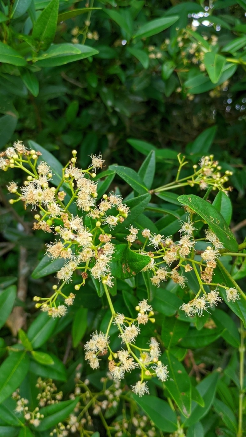 Myrcia glomerata photo 4