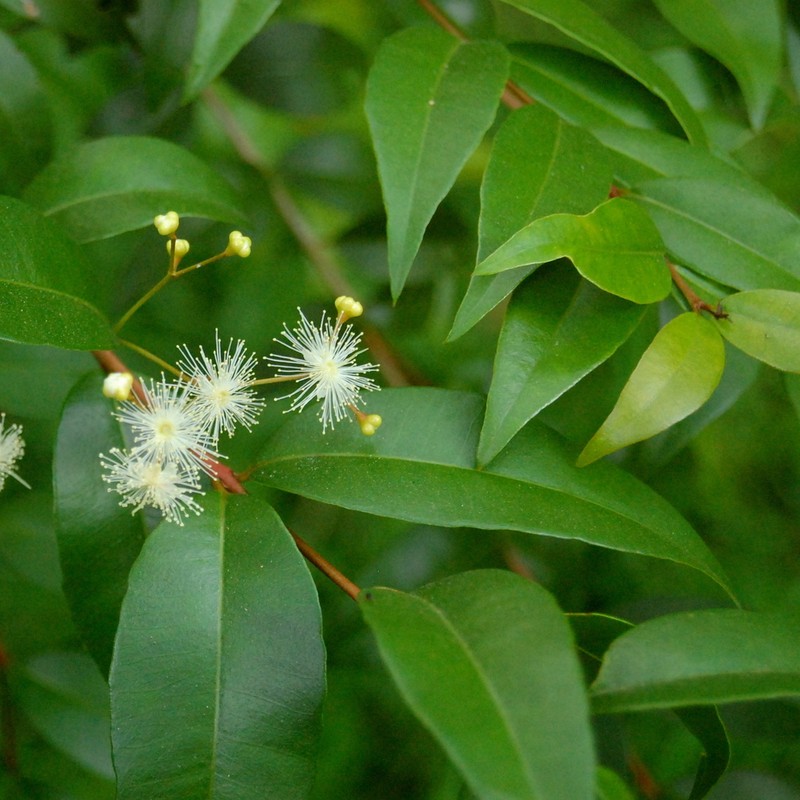 Myrcia glomerata photo 6