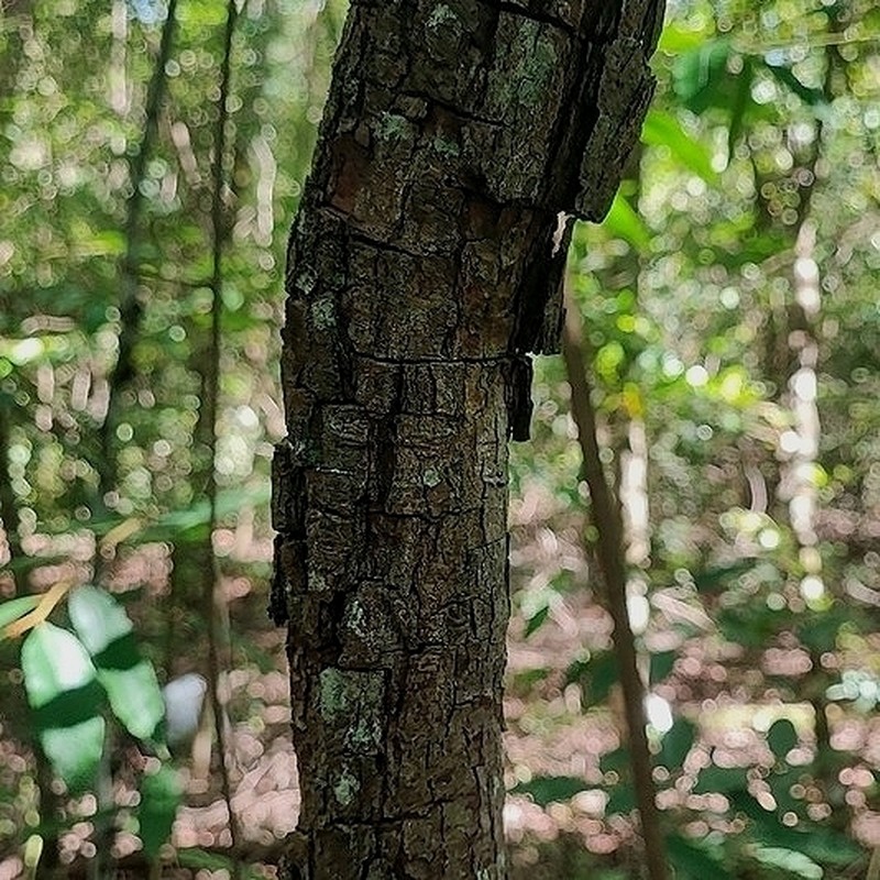 Myrcia glomerata photo 7