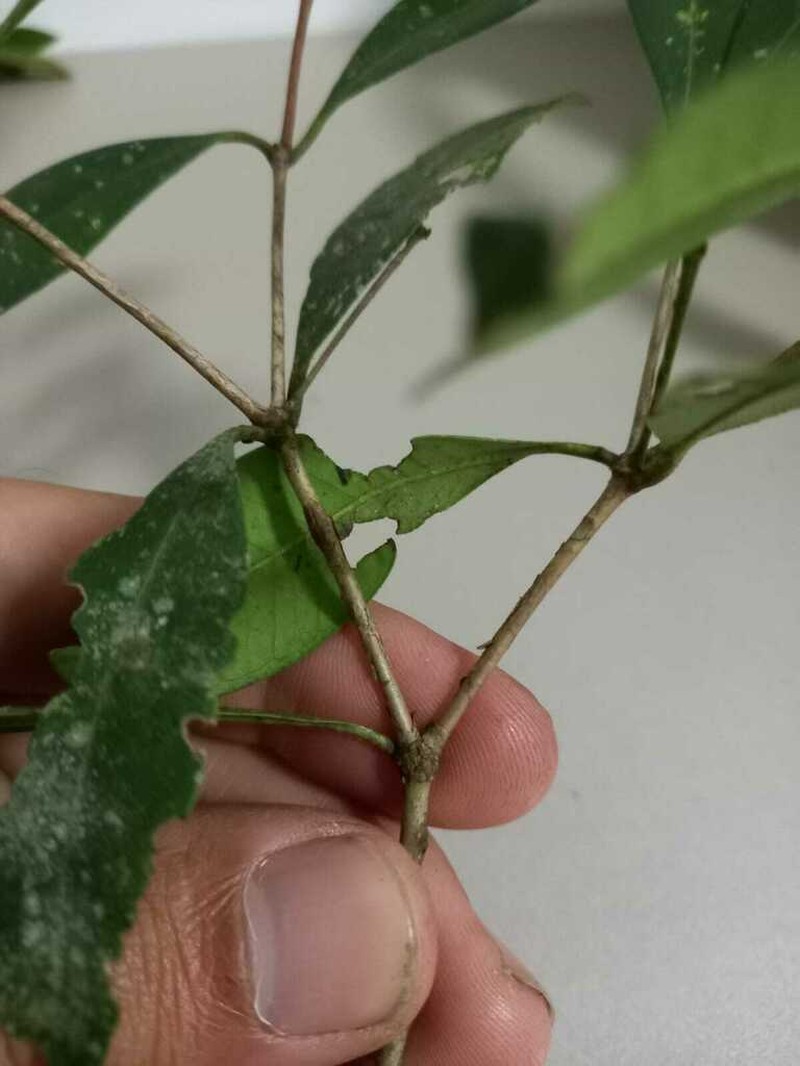 Myrcia glomerata photo 8