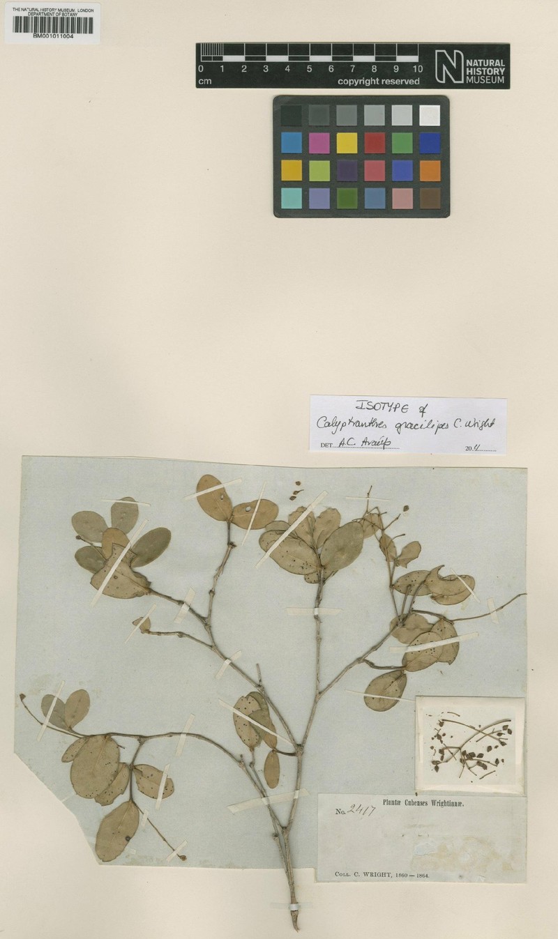 Myrcia gracilipes