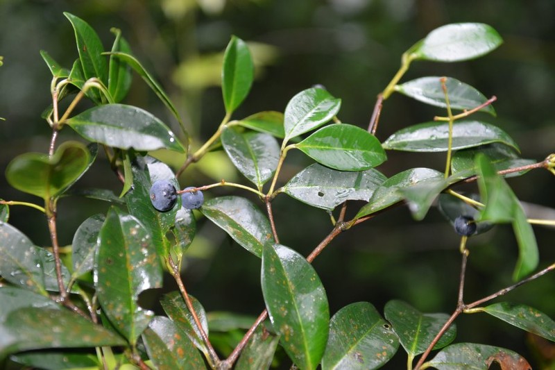 Myrcia guanacastensis
