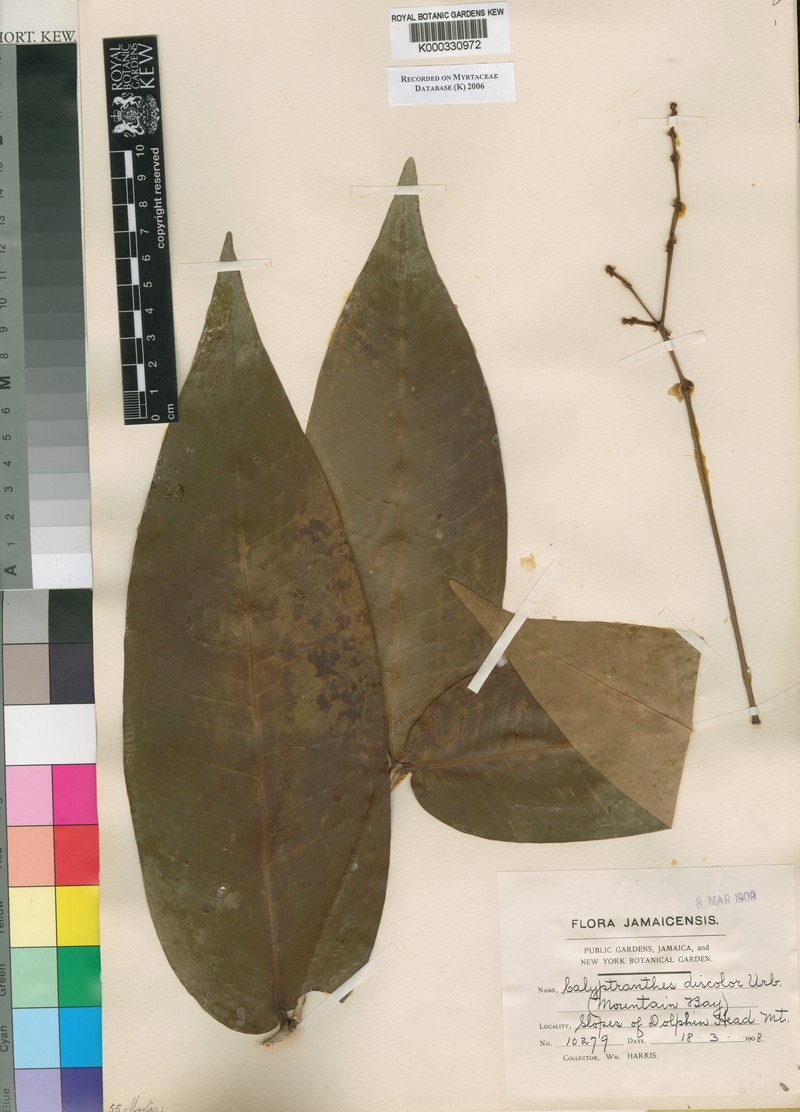 Myrcia hanoverensis