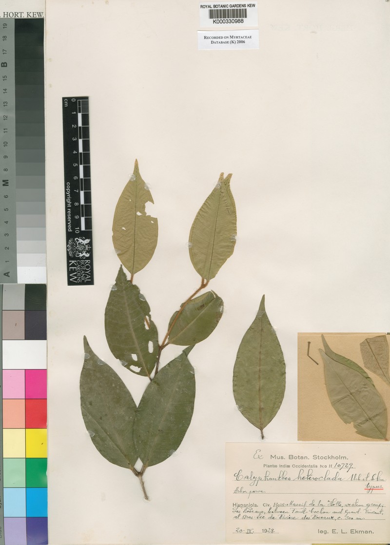 Myrcia heteroclada