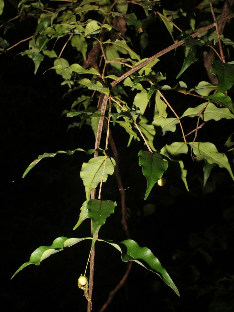 Myrcia hylobates photo 2