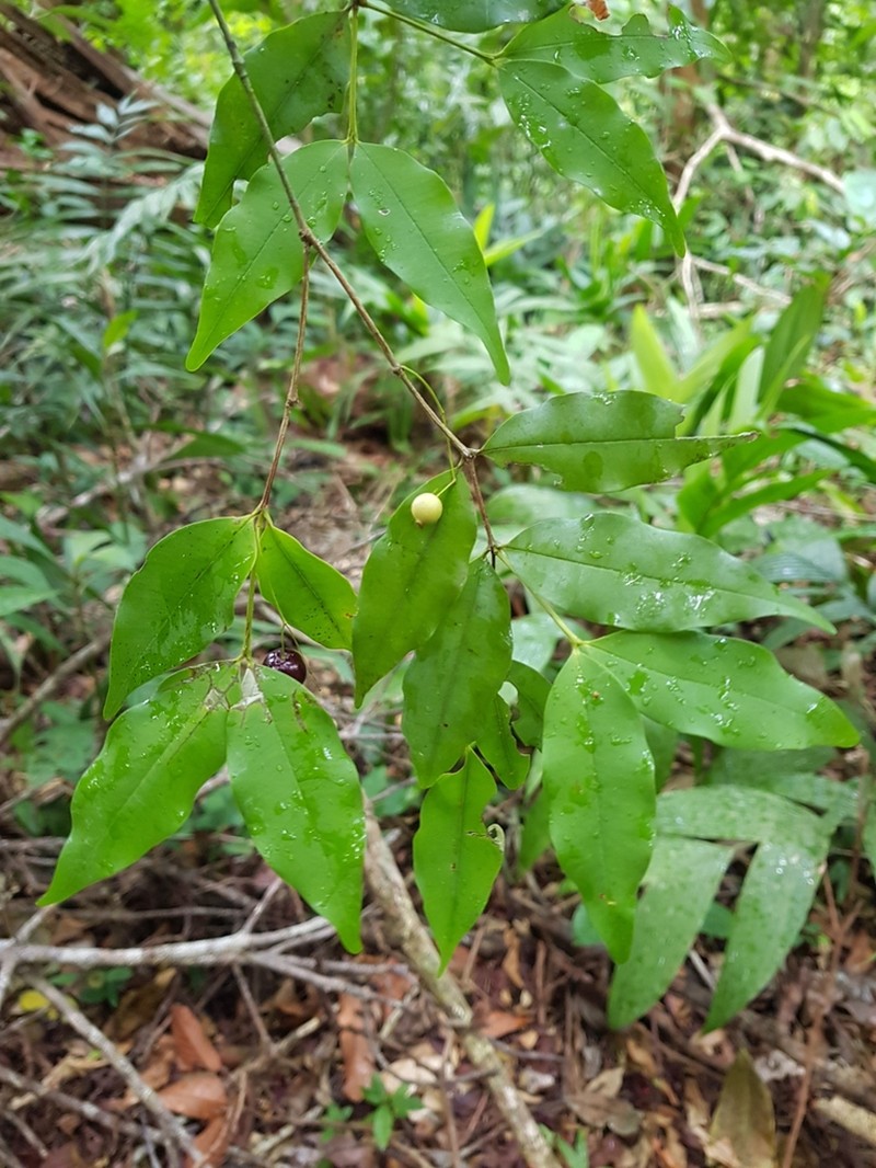 Myrcia hylobates photo 3