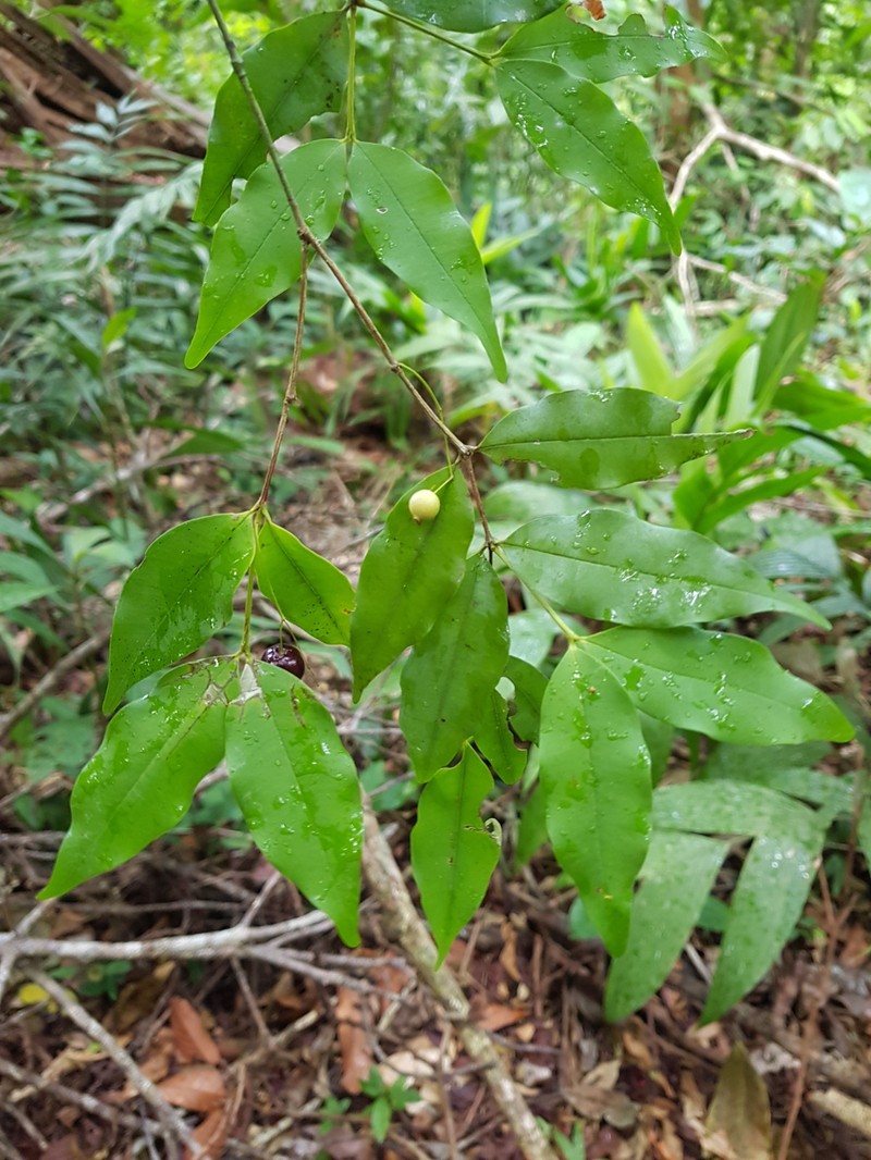 Myrcia hylobates photo 4