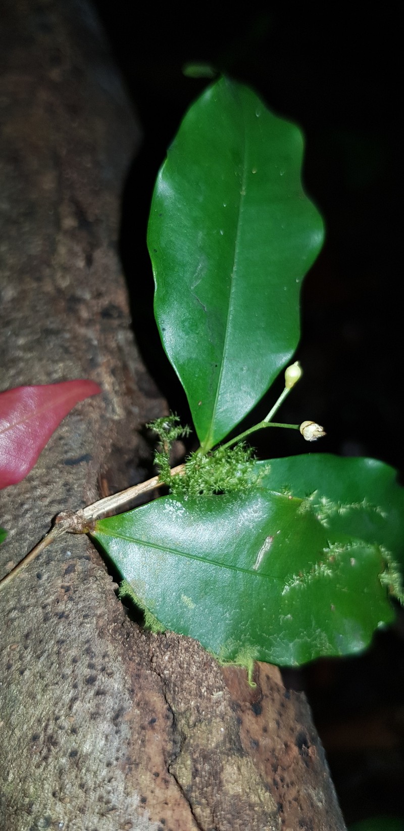 Myrcia hylobates photo 5