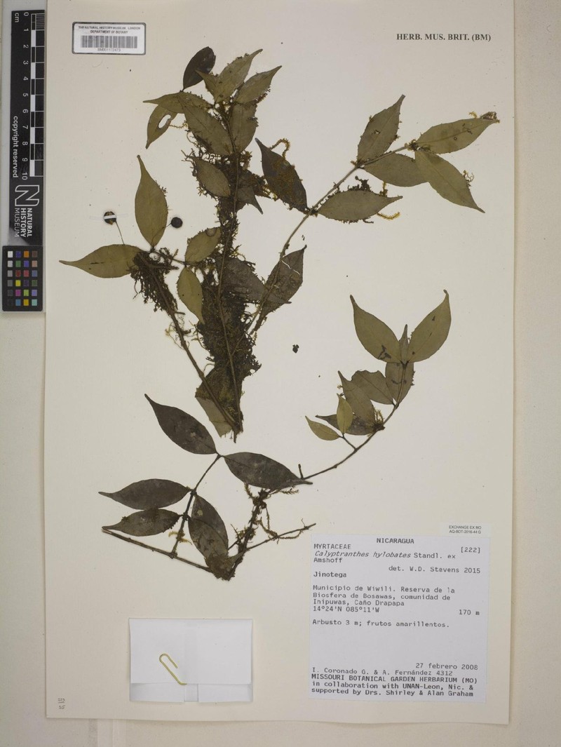 Myrcia hylobates photo 6