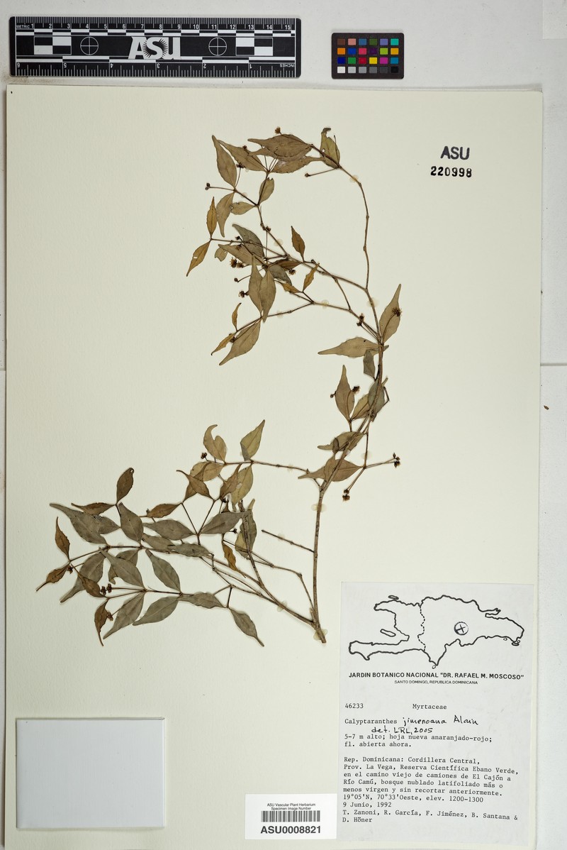 Myrcia jimenoana