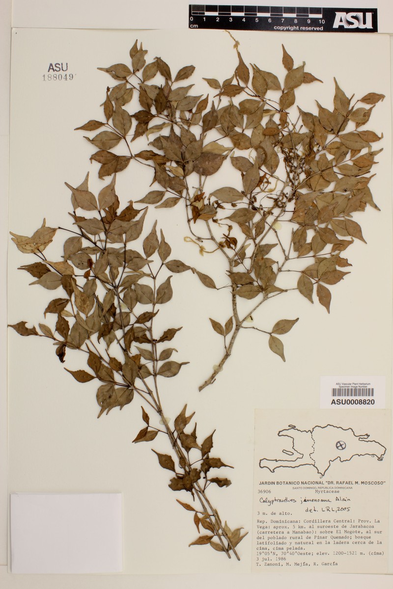 Myrcia jimenoana photo 2