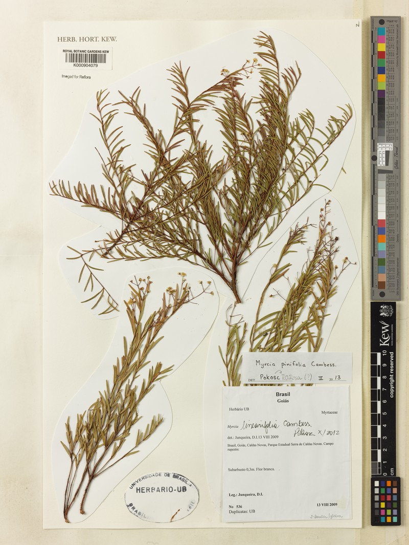 Myrcia linearis
