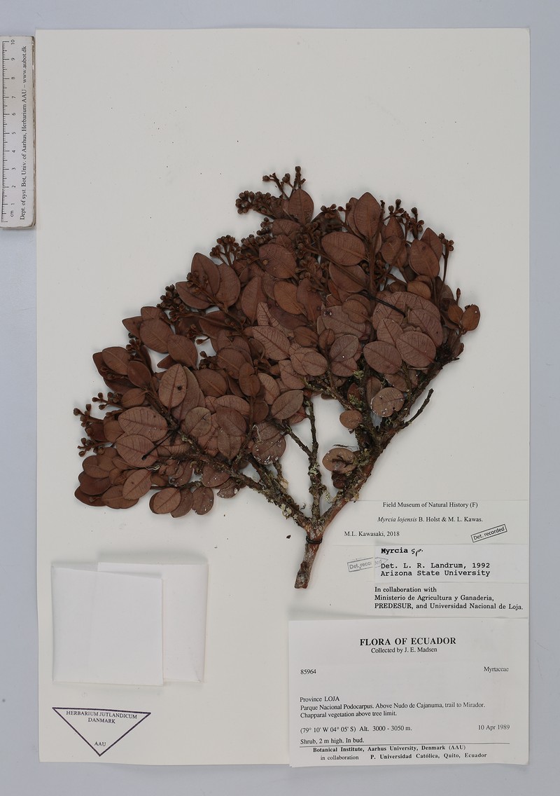 Myrcia lojensis