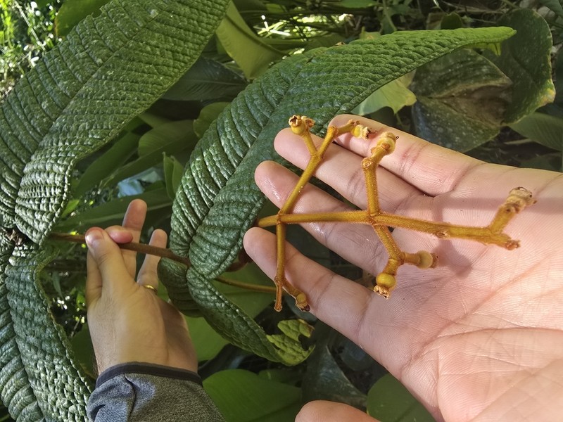 Myrcia longipaniculata