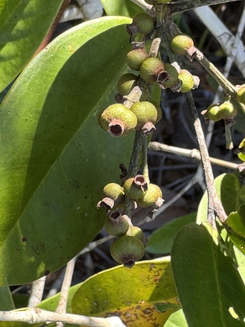 Myrcia loranthifolia