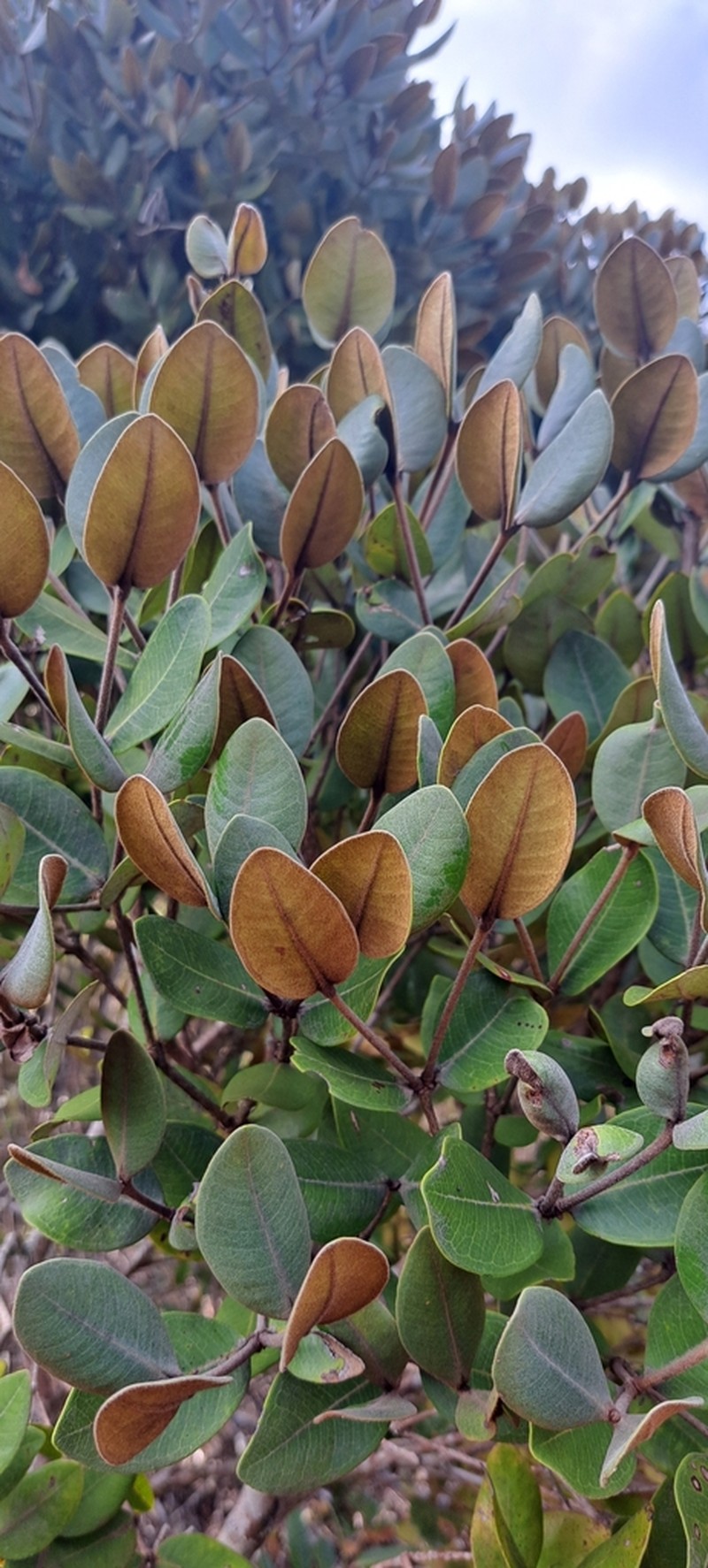 Myrcia loranthifolia photo 2