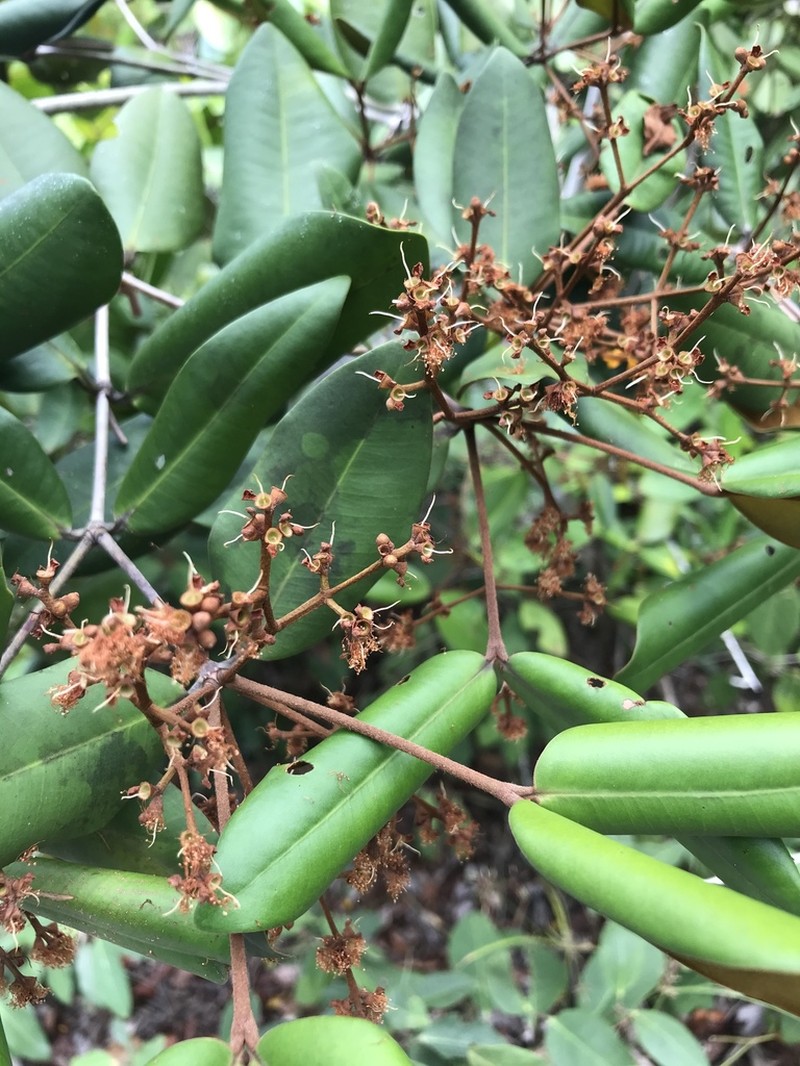 Myrcia loranthifolia photo 3