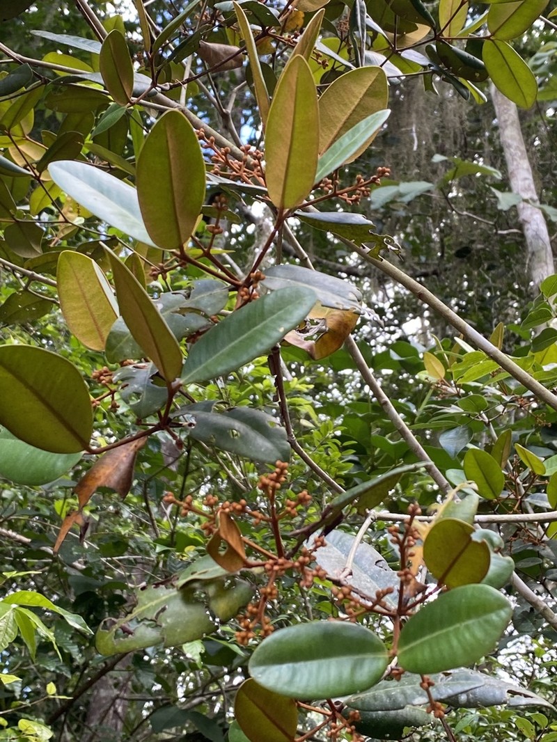 Myrcia loranthifolia photo 5