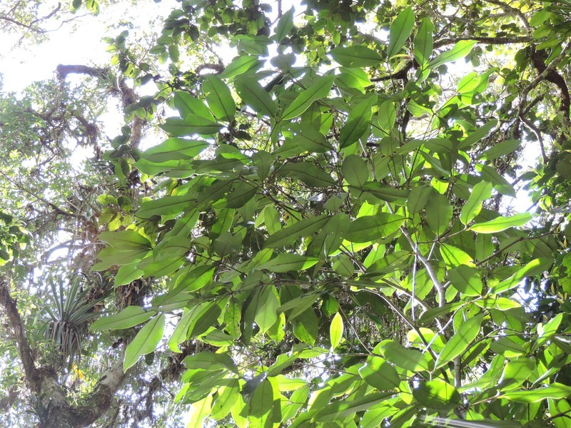 Myrcia loranthifolia photo 6