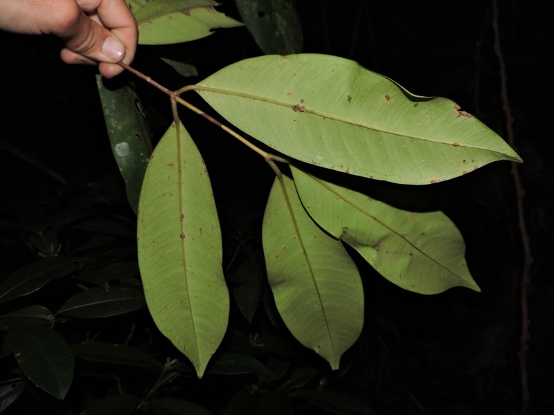 Myrcia loranthifolia photo 7