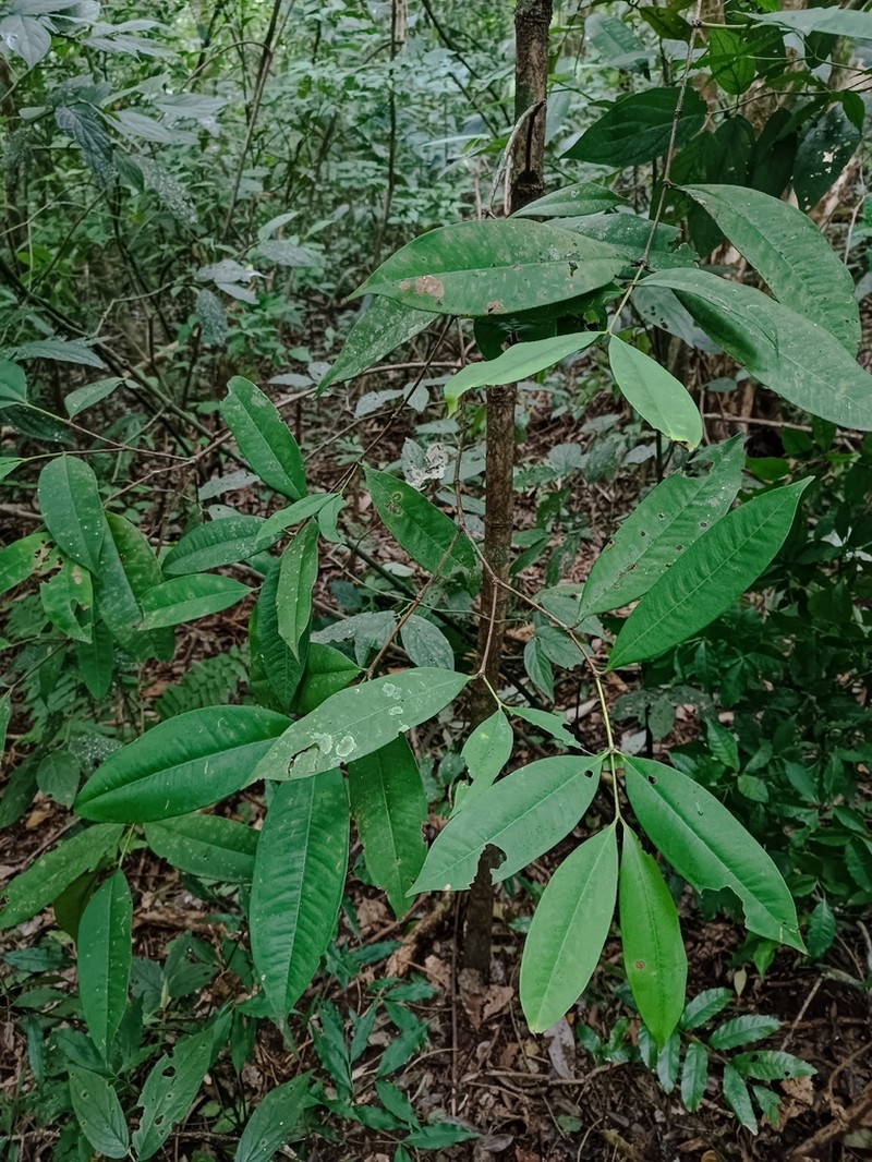 Myrcia loranthifolia photo 8