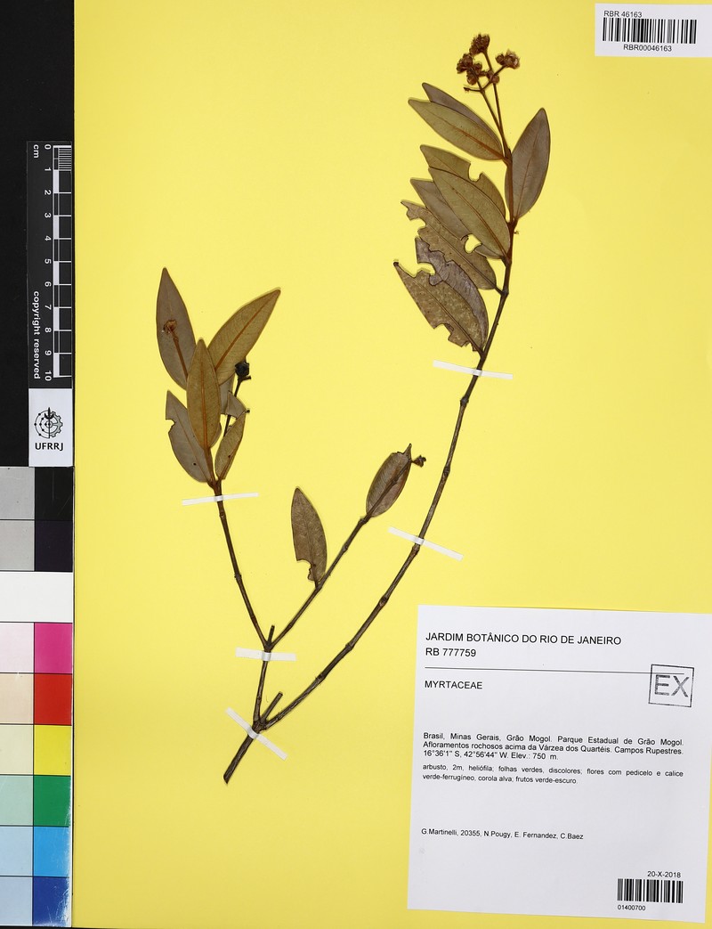 Myrcia lucasiae