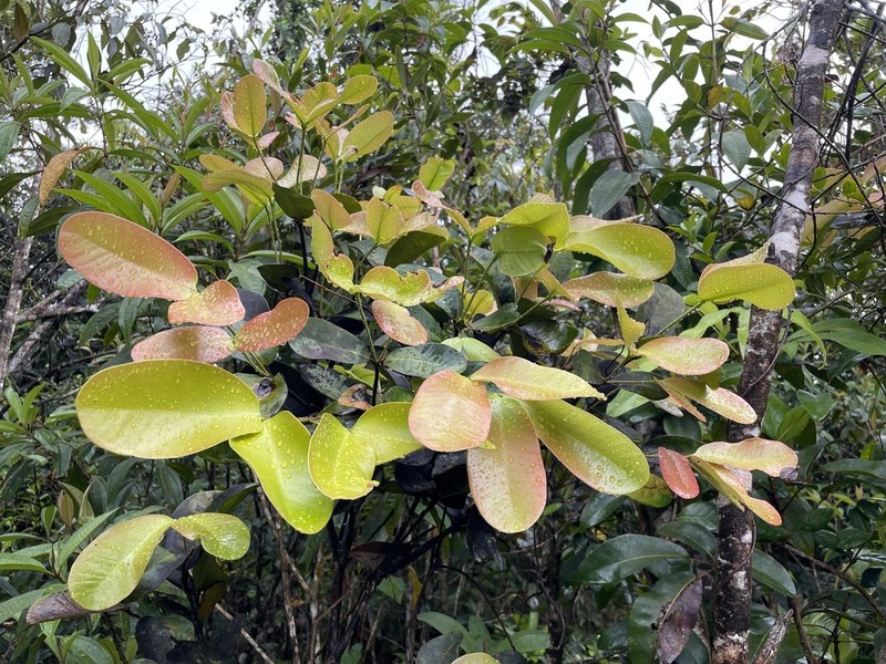 Luquillo Forest Lidflower
