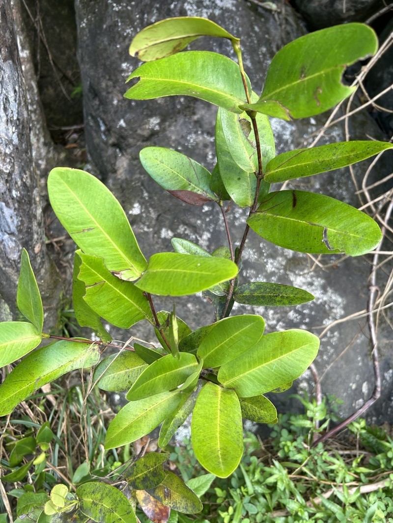 Luquillo Forest Lidflower photo 2