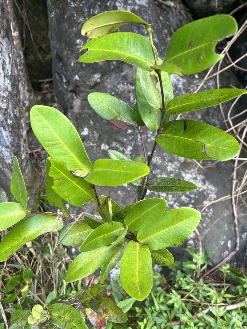 Luquillo Forest Lidflower photo 4
