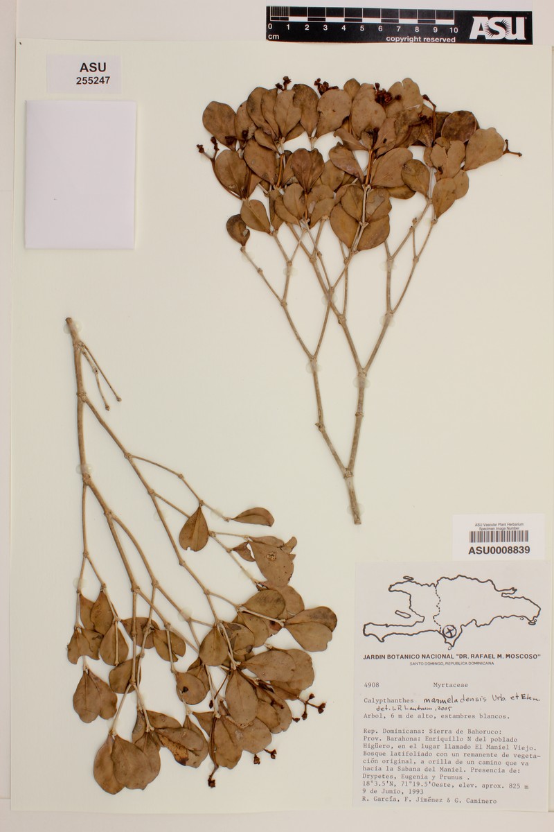 Myrcia marmeladensis
