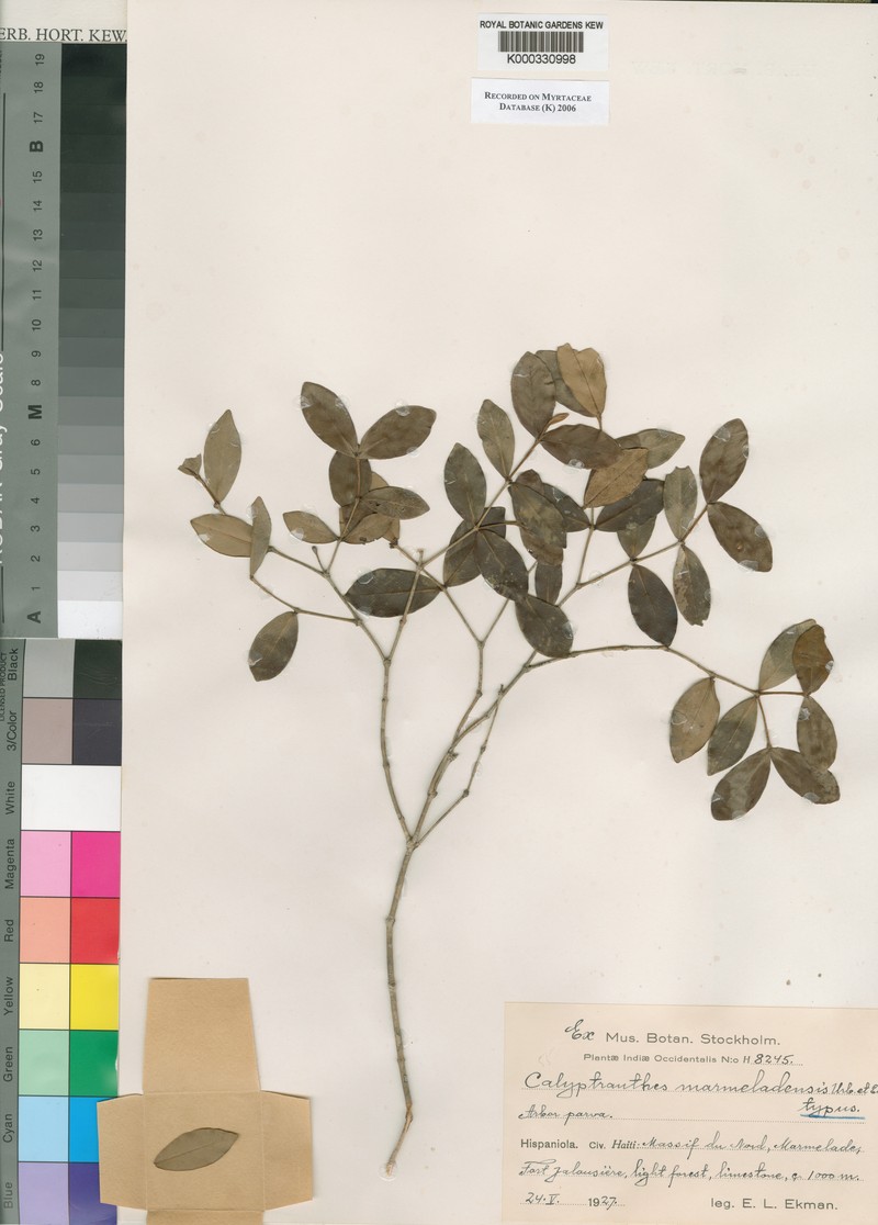 Myrcia marmeladensis photo 2