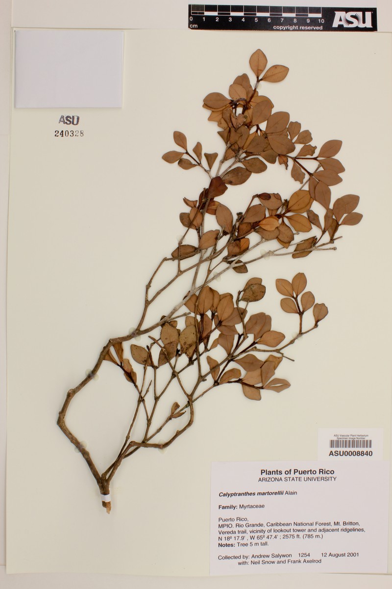 Martorell's Lidflower