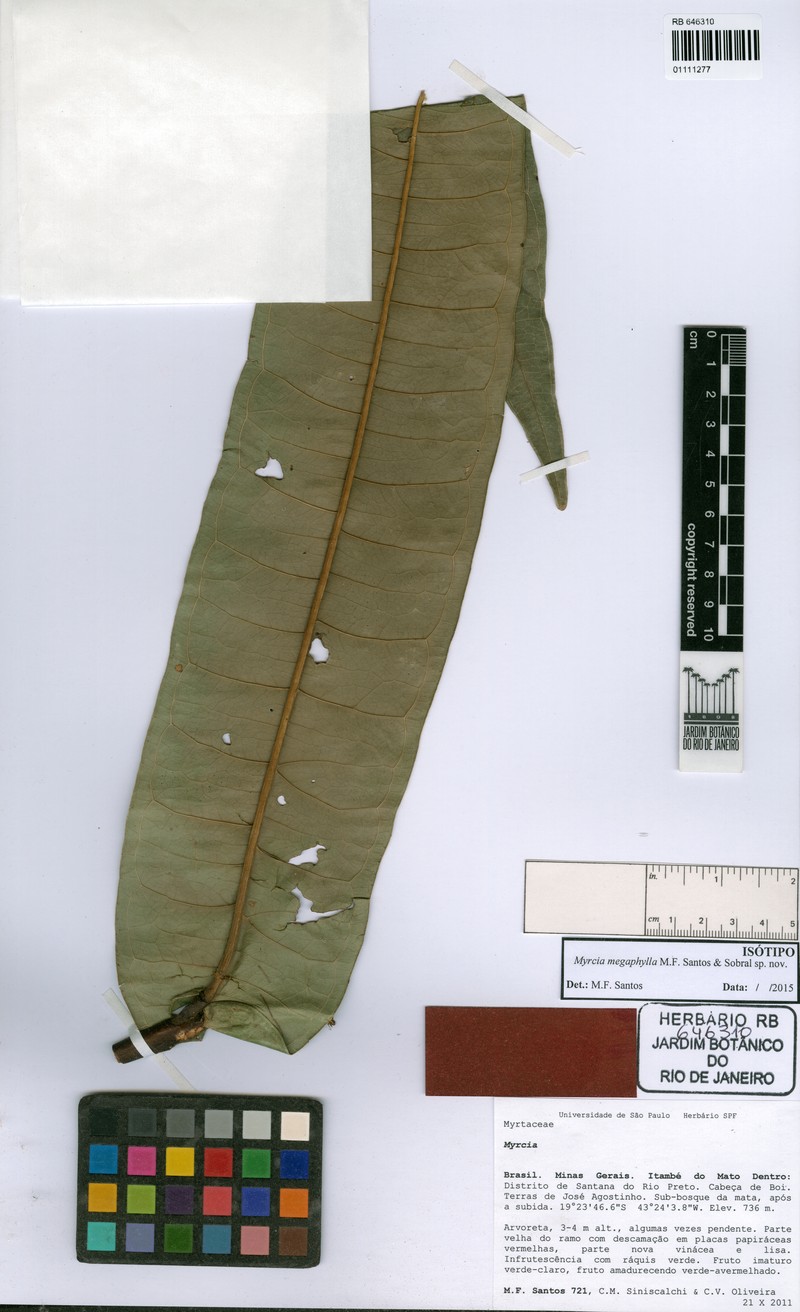 Myrcia megaphylla
