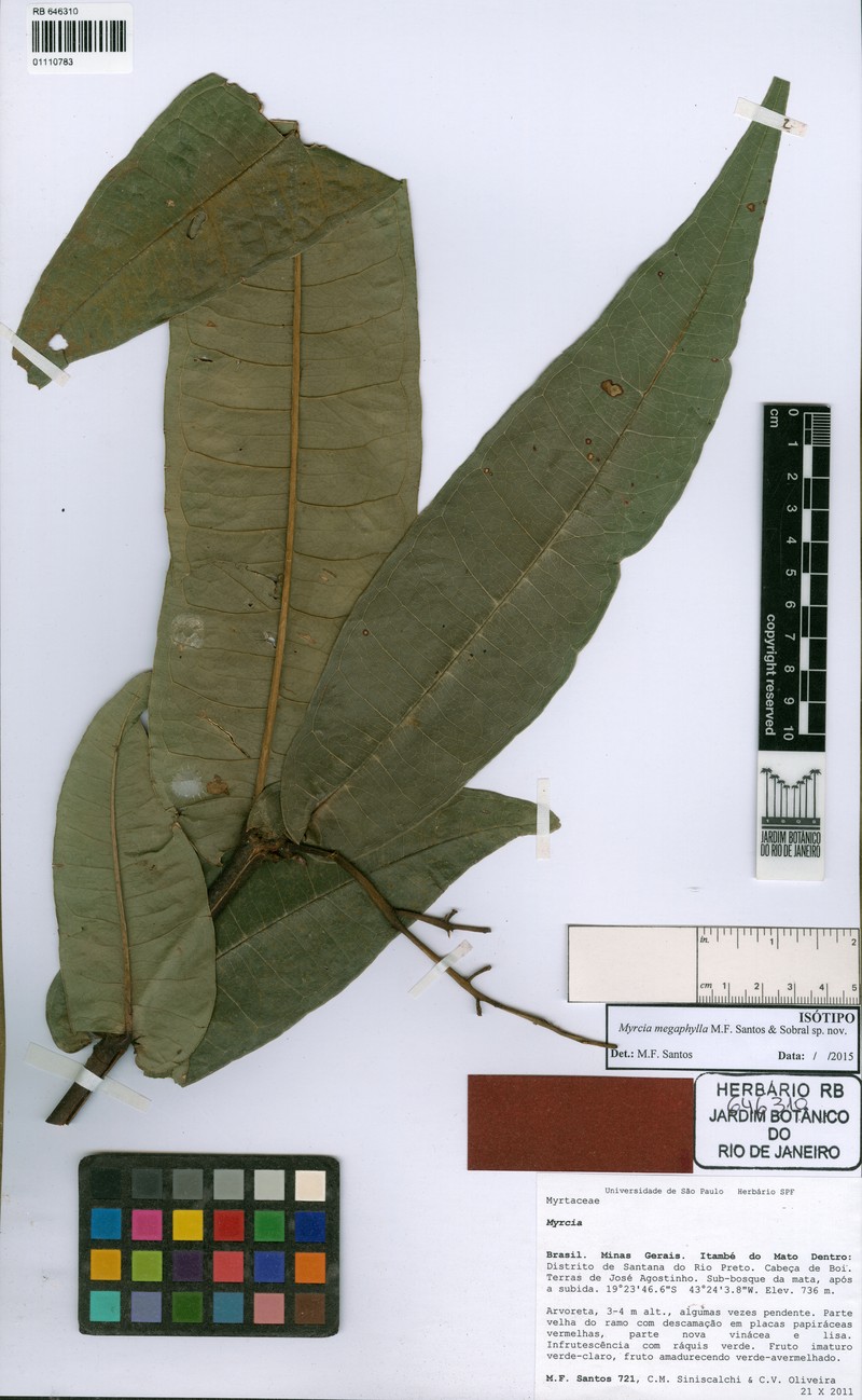 Myrcia megaphylla photo 2