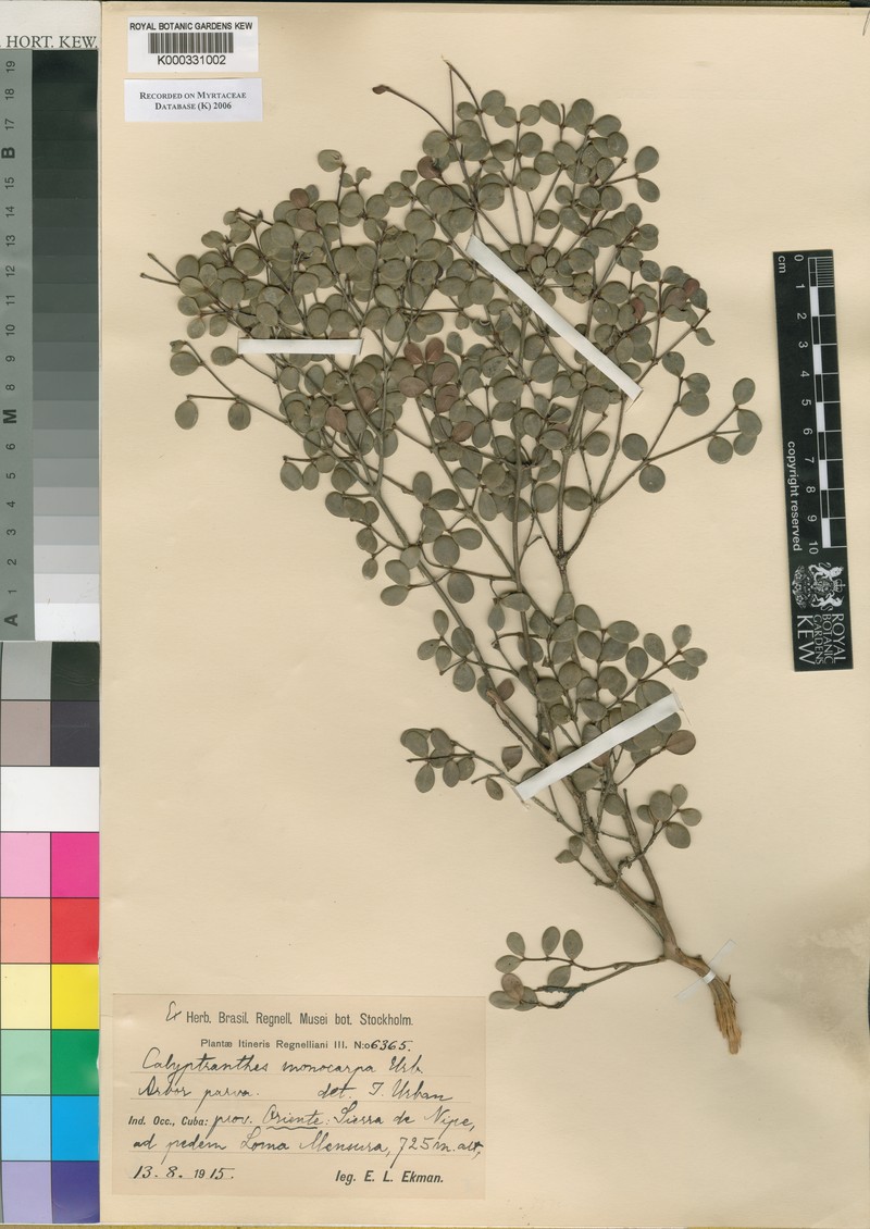 Myrcia monocarpa
