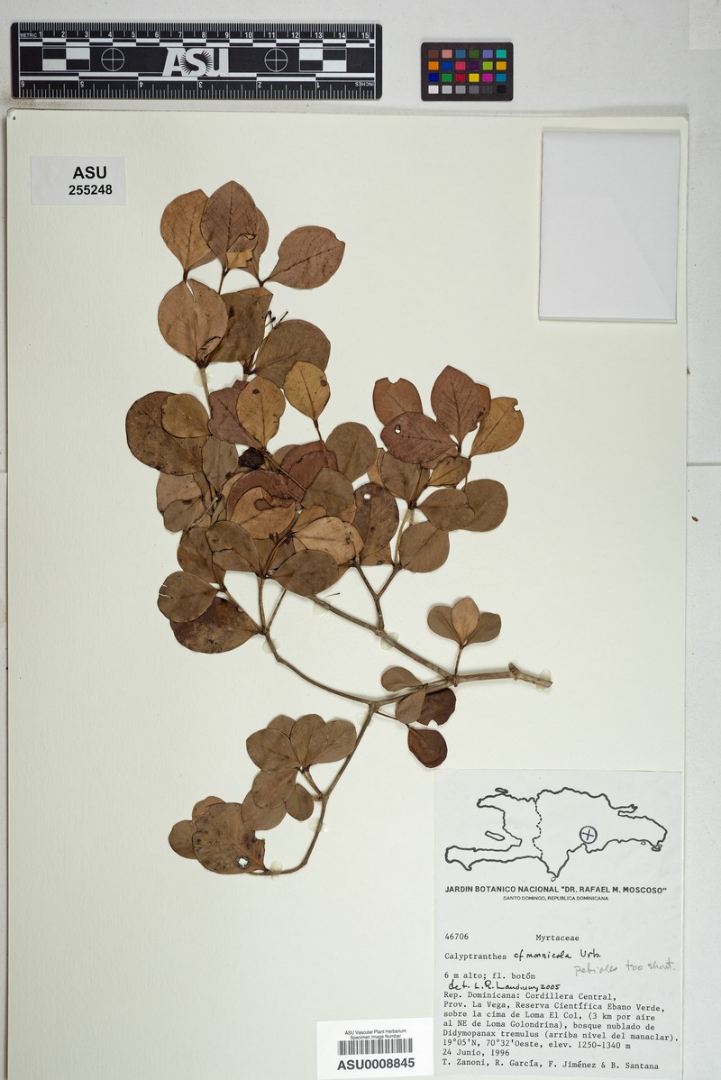 Myrcia mornicola