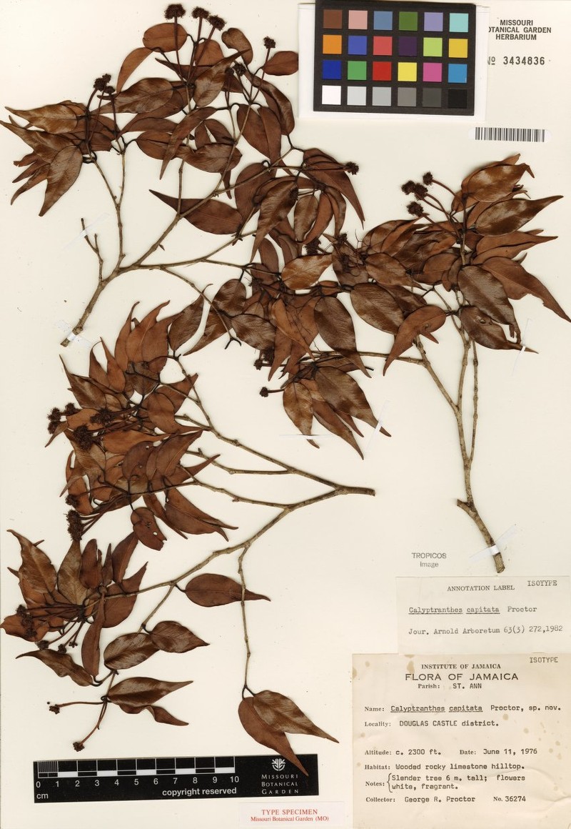 Myrcia neocapitata
