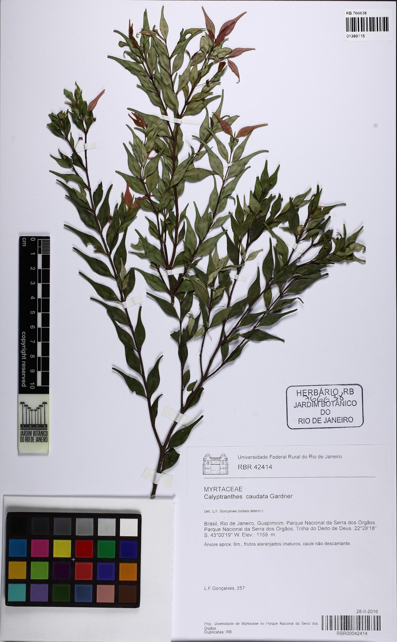 Myrcia neocaudata