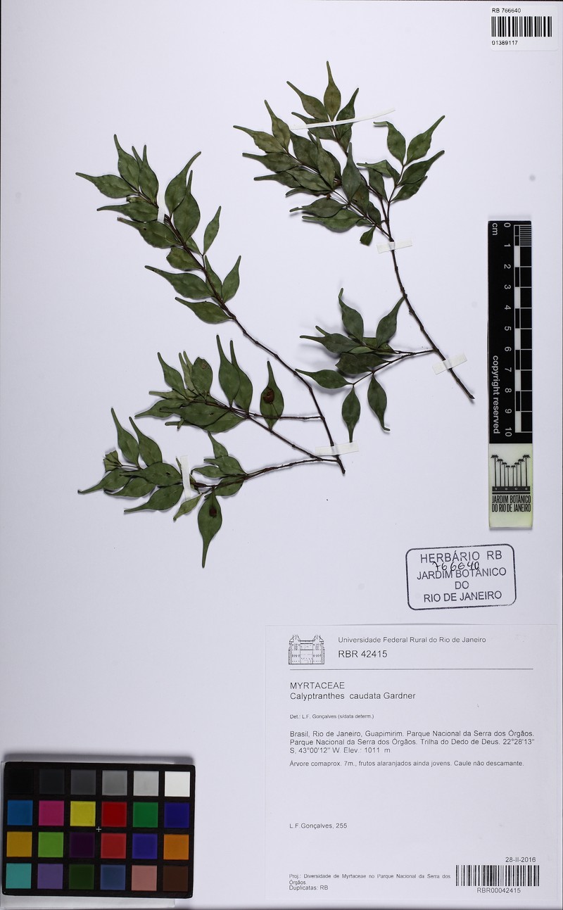 Myrcia neocaudata photo 2